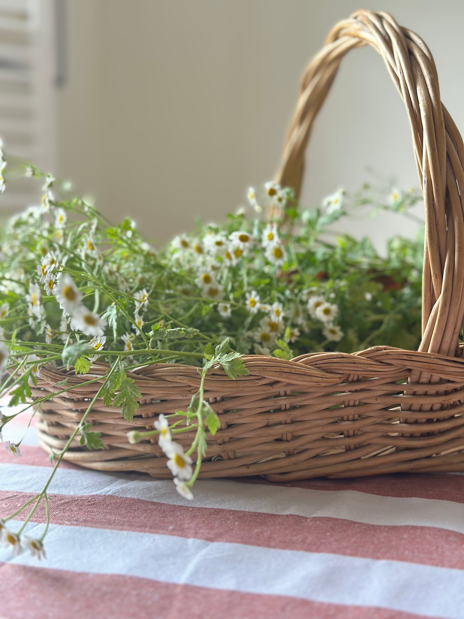 French wicker bread basket